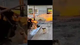 Funny animals 2024😆- Funniest Cats and Dogs Video🐕🐈№ 3 #shorts #animals #fannyvideo #fannyanimal