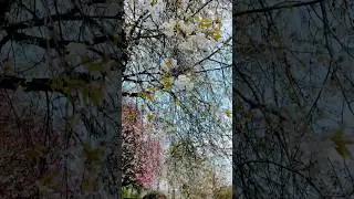 CHERRY BLOSSOM TREES! 🌸 #spring #uk #cherryblossom #trees #blooms #beauty #nature #ytshorts