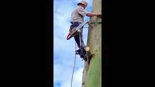 Amazing talent skill man cutting a tall tree stand near hom'e by professional skill
