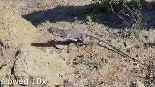 Frilled-neck lizard running in slow motion