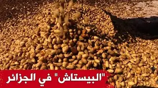 زراعة الفستق في الجزائر.. تجربة فلاحية ناجحة تستحق الدعم والمرافقة.. شاهدوا