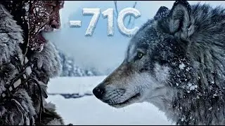The Pack Protects: Indigenous Tribe Relies on Wolves to Survive Deadly Storms