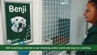 Jerry Green Dog Rescue Christmas Ad (John Lewis Alternative) Donate &pound;50