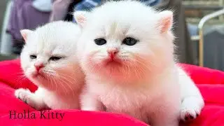 Premium Relaxing Cats &ndash; Slow Breathing & Peaceful Purrs 😴