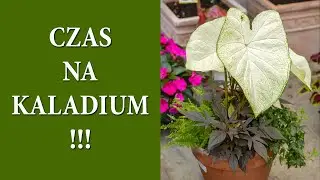 KALADIUM piękna roślina do cienia / Uprawa CALADIUM w ogrodzie / Jak wybudzić kaladium / MrsGarden