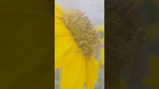 Amazing Yellow flowers #livevideo #yellowflowers #naturelivestream #villagelife #yellowplants