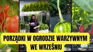 PORZĄDKI W OGRODZIE WARZYWNYM WE WRZEŚNIU | Kasia in