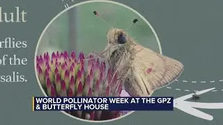 Aiding an endangered pollinator species