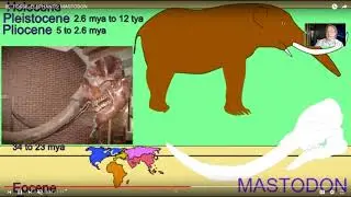 fossil elephants