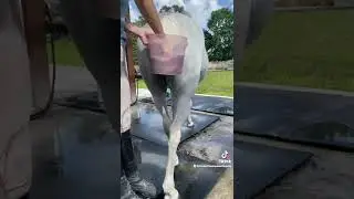 Советы по отбеливанию хвоста