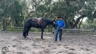 Laying A Horse Down