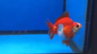 QRCE-1 Short Tail Ryukin