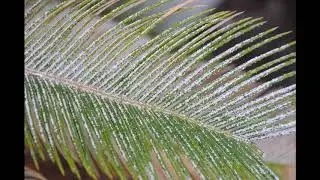 Cycad scale infestation of sago palm