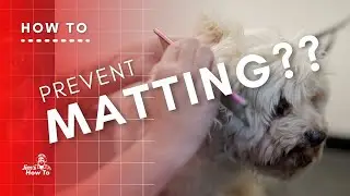 How to Prevent & Remove Matting from Your Puppy | Pet Grooming Guide