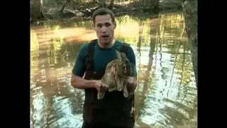 Swamp Rabbit