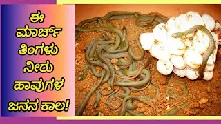 ಈ ಮಾರ್ಚ್ ತಿಂಗಳು ನೀರುಹಾವುಗಳ ಜನನ ಕಾಲ! | checkered keel back water snake | ನೀರೊಳ್ಳೆ | ಒಲ್ಲೆ |