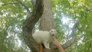 Charlie's Treetop Rescue