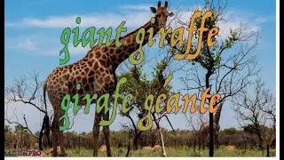 girafe g&eacute;ante#giant_giraffe