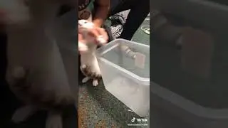 That cat cleaning his own mess tik tok