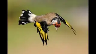 The song of the goldfinch chant de chardonneret royale 100%