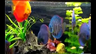 Peces Discus - Discus fish
