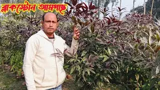 আমেরিকান ব্লাকস্টোন আমগাছ | পানির দামে সারাদেশে সরবরাহ করা হচ্ছে - ০১৩৪৫৭১৩৪০০