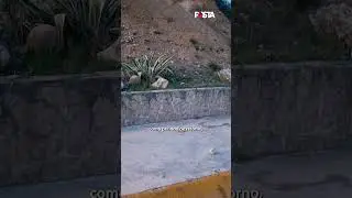 Nuevo Le&oacute;n en riesgo s&iacute;smico; &iquest;estamos preparados para un gran temblor?