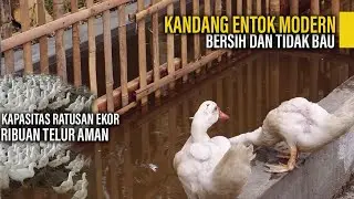Kandang  Entok Modern Bersih dan tidak Bau Kapasitas Ratusan Ekor