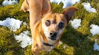 Blind old dog goes crazy chasing his tail
