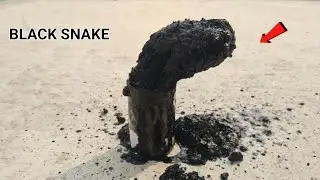 Sugar + Sulfuric Acid | Cool Science Experiment with Sugar and Sulfuric Acid | Home Made Black Snake