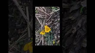 GCam 9.1. SmartScreenRecord