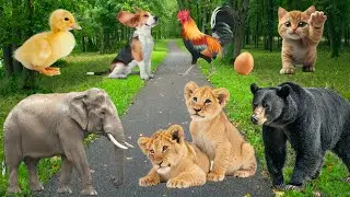 Unique Animal Moments: Elephant, Cow, Duck, Cat, Dog, Goat and More &ndash; Day 94