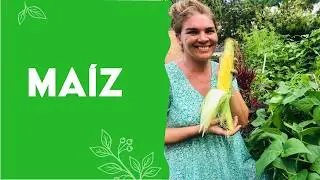 Cultivo de MAIZ/ CHOCLO en tu huerta org&aacute;nica casera