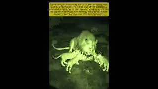 Lion Caught on Backyard Security Camera at Night | Unbelievable Real Footage  #wildlife #lion