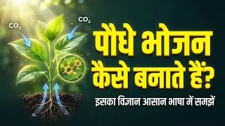 पौधे भोजन कैसे बनाते हैं? (Photosynthesis) | खेती का असली विज्ञान जानकर हैरान रह जाओगे!