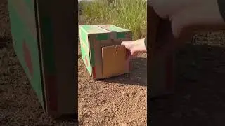 Quick Pigeon Trap Using Cardboard Box Easy Setup Tricks #shorts #birdwatching #diy