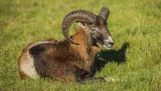 10 Wild Animals in Romania