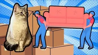 Moving With Cats: Tips And Tricks
