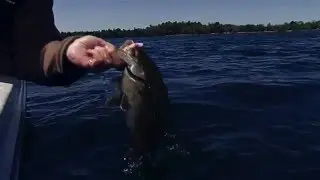 Mimic Minnow UV by Northland Tackle