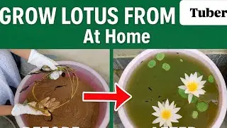 How To Grow Lotus From Tuber At Home | 1 Day Fast Leaf Result 🌱