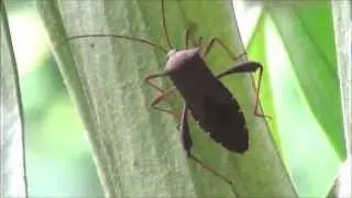 The Leaf Footed Bug (Coreidae)