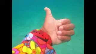 Lion fish and turtles at Brewer&rsquo;s Bay