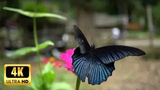 Mesmerizing Butterfly Feeding on Nectar: Black and Silver Blue Beauty | JerNie Gardens