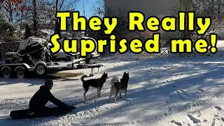 Siberian Husky Trying to Pull a Sled!