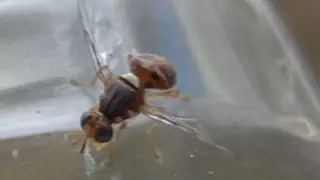 Homemade trappola mosca dell'olivo molto efficace ed economico. Bactrocera oleae parassiti ulivo.