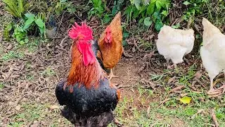 Welsummer Rooster&rsquo;s Warning Call