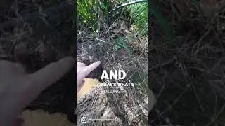 Using PLANTS for EROSION CONTROL. Lomandra longifolia is is AMAZING plant for bank stability.
