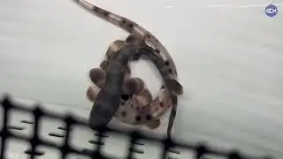 Shark Pups Behind-The-Scenes!