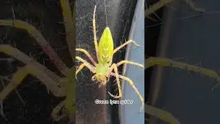 Green lynx spider