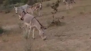 #animals #mountains #donkey #farming #cute 